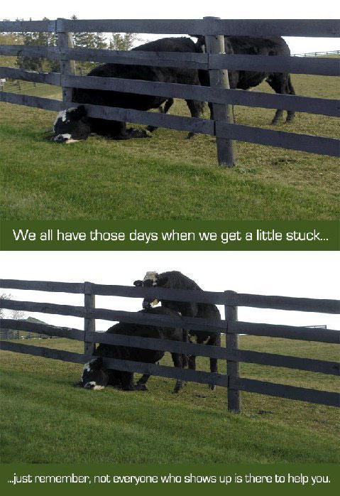 CowStuck.jpg